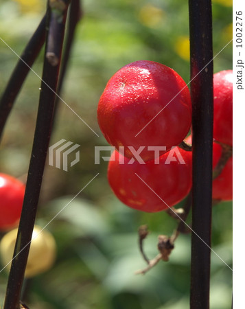 ハナナス 1002276