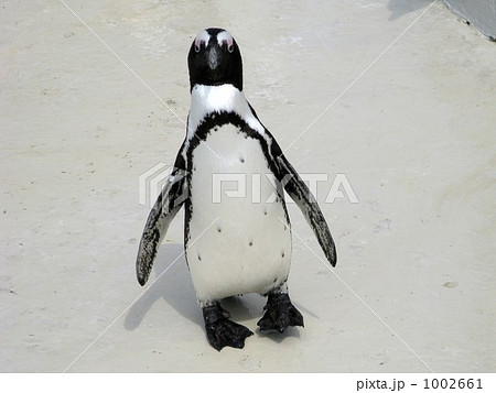ペンギンの片足立ちの写真素材