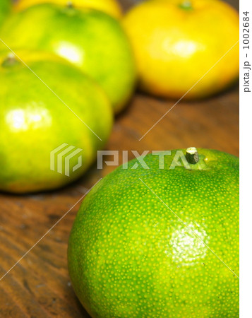 早生みかんー1 早生みかんー1 1002684