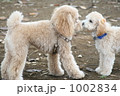 チュッ 1002834