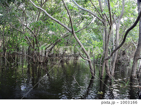 アマゾンの水没林 1003166