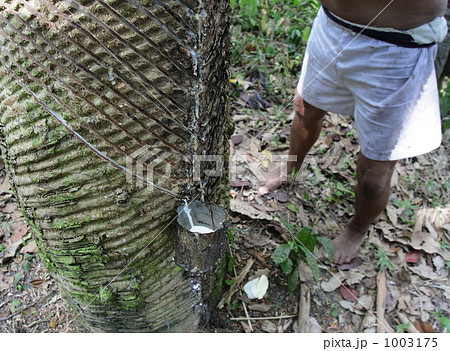 天然ゴムの採集 天然ゴムの採集 1003175