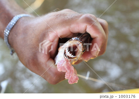 ピラニアの獰猛な歯 1003176