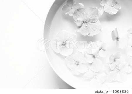 紫陽花のはなびら 1003886