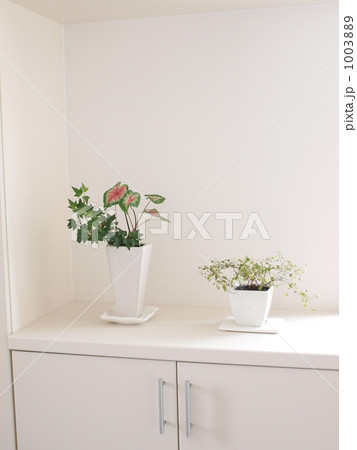 観葉植物玄関 1003889