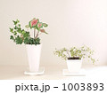 観葉植物 1003893