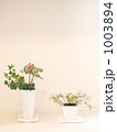 観葉植物 1003894
