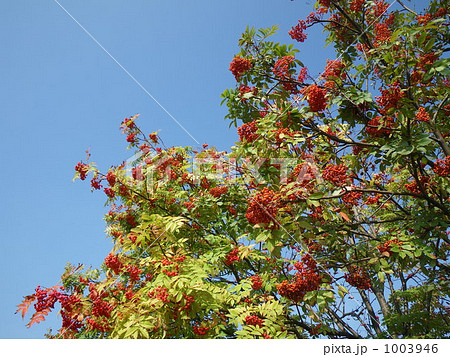 sorbus commixta, nanakamado, berry - Stock Photo [1003946