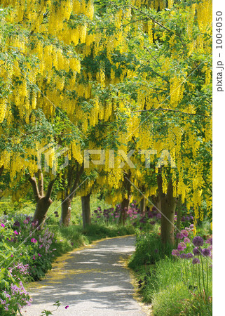 花のトンネル 1004050