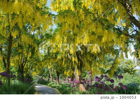 花のトンネル 花のトンネル 1004053