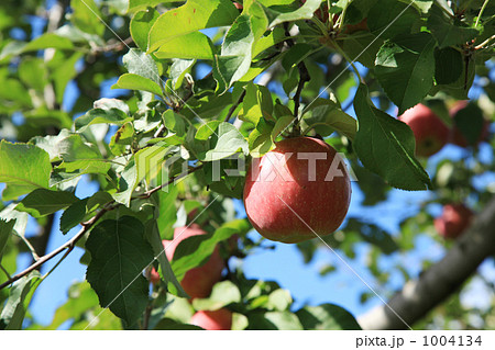 葉とらずりんご 1004134