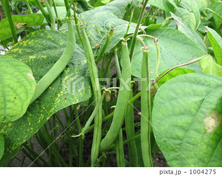 サヤインゲン（インゲン、インゲンマメ） 1004275