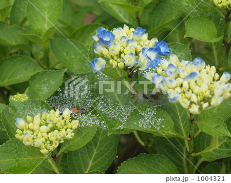 紫陽花 紫陽花 1004321