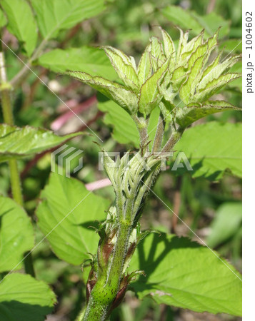 ウド ウド 1004602