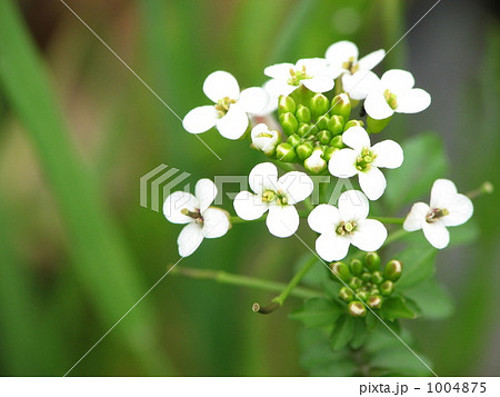 クレソンの花 1004875