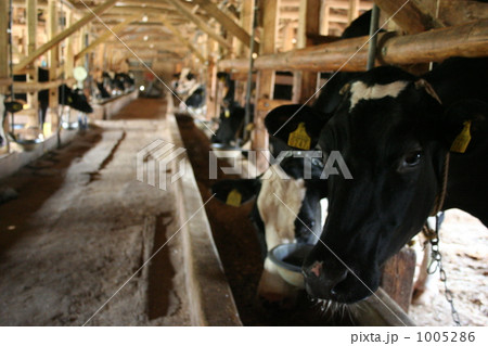 こんにちは 1005286