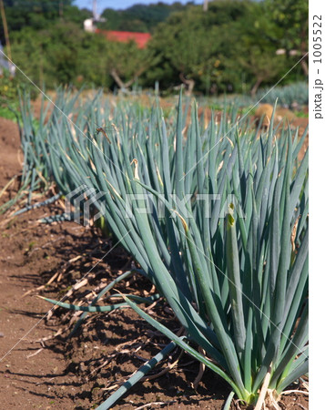 ねぎばたけ ねぎばたけ 1005522