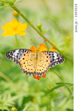 ツマグロヒョウモン 1005628