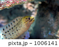 1006141