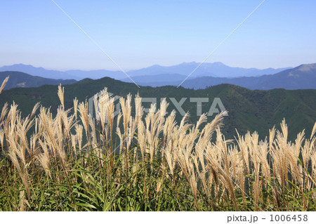 ススキ 1006458