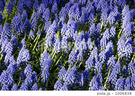 ムスカリ 1006838