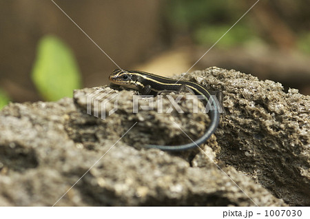 ニホントカゲ 1007030