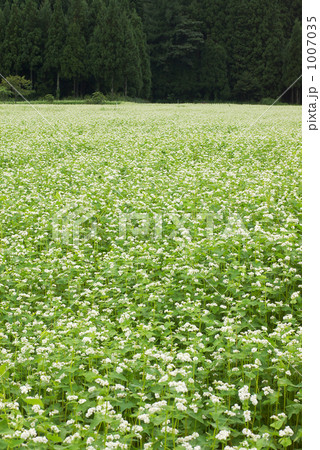 蕎麦畑（タテ） 1007035