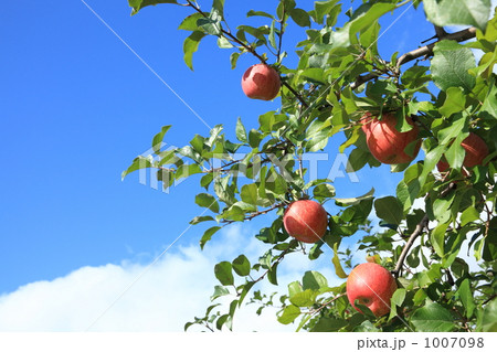 青空の日にサンふじ実る 青空の日にサンふじ実る 1007098