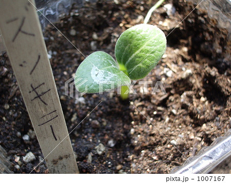 ズッキーニ　発芽 1007167