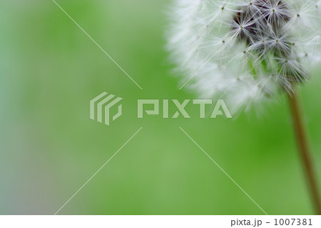 タンポポ 1007381
