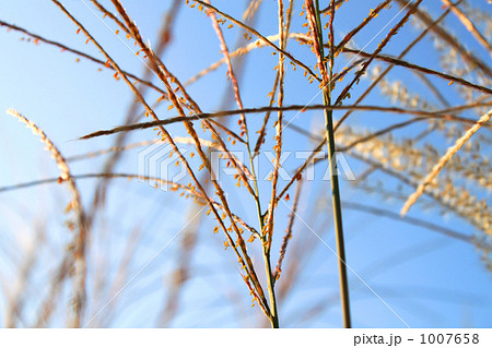 すすき すすき 1007658