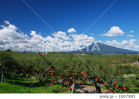 青森のリンゴ畑 青森のリンゴ畑 1007995