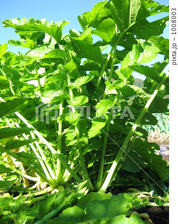 だいこっぱ だいこっぱ 1008003