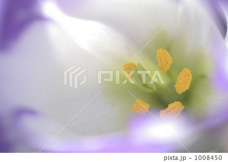 トルコギキョウの花のアップ トルコギキョウの花のアップ 1008450