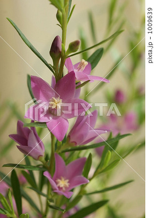 サザンクロス 1009639