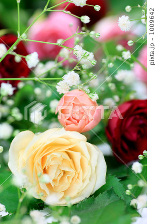 薔薇 1009642