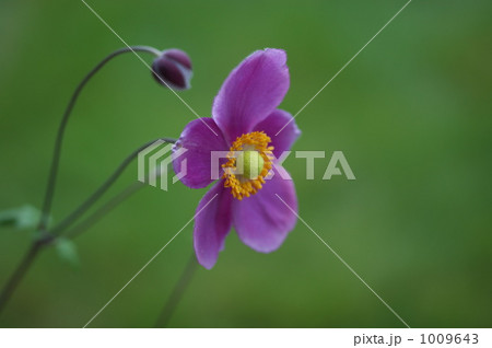 秋明菊 1009643