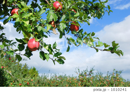 葉取らずりんご 1010241