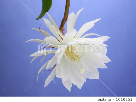 月下美人 月下美人 1010252