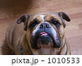 ブルドッグ 1010533