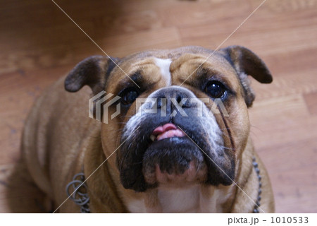 ブルドッグ ブルドッグ 1010533