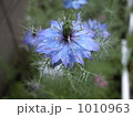 くろたね草（ニゲラ） 1010963