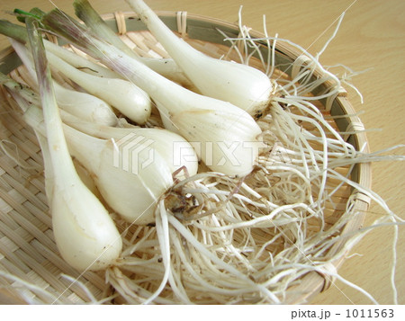 ラッキョウ 1011563