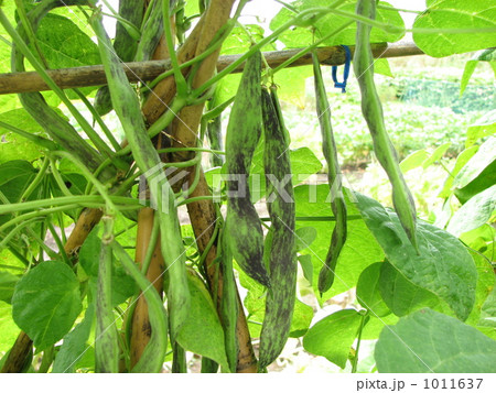 つるのある紫模様のサヤインゲン 1011637