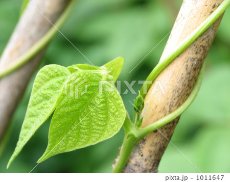 つるのあるサヤインゲン つるのあるサヤインゲン 1011647