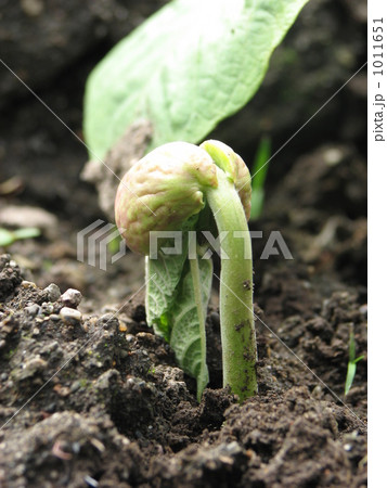 サヤインゲン　発芽 1011651