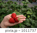 イチゴ狩り イチゴ狩り 1011737