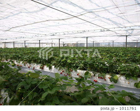 イチゴ狩り イチゴ狩り 1011761