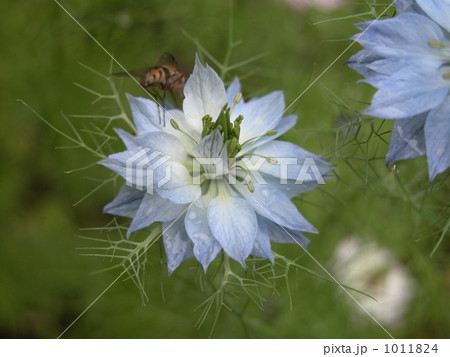 黒種草（ニゲラ） 1011824