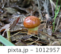 ラクヨウキノコ（ハナイグチ） 1012957